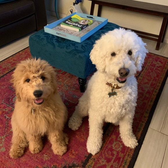 🏅POSH AMBASSADOR LIXURYBAGREHAB 🏅 - Picture 10 of 16